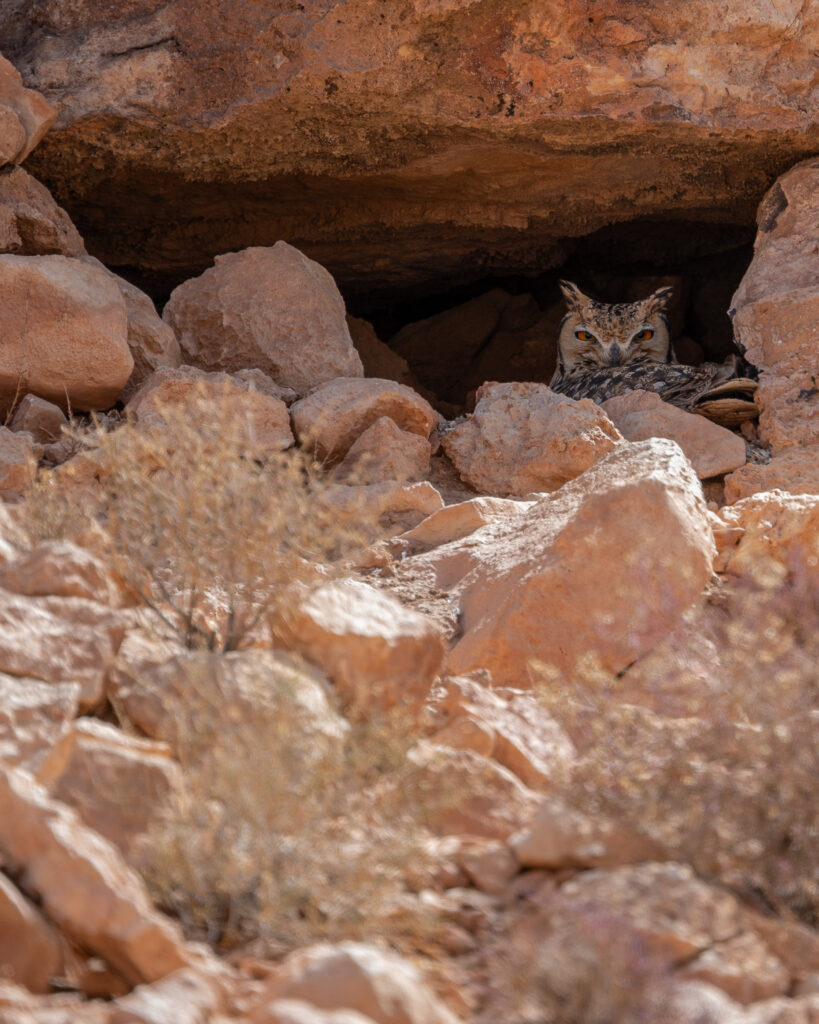 Hibou Grand duc.vallee des oiseaux maroc