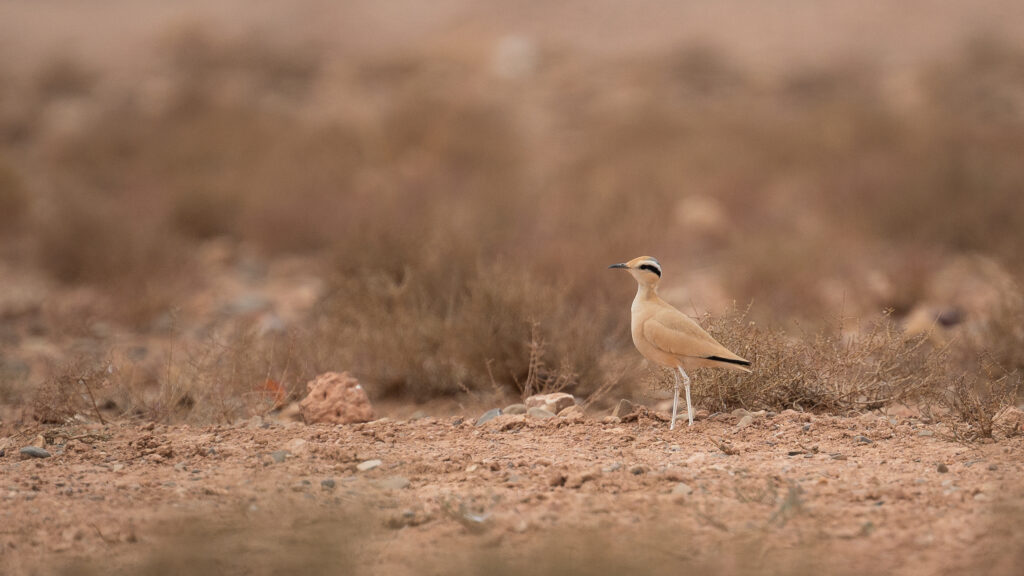 Ottard hobara vallee des oiseau route de tagdilte Morocco Maroc