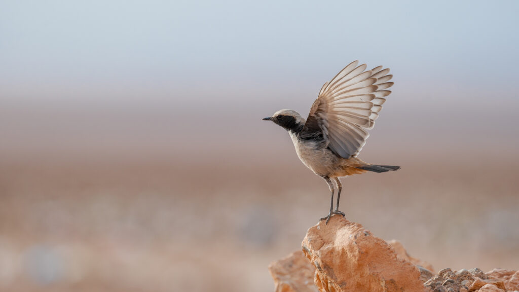 Traquet de sibone vallee des Oiseau Tagdilte
