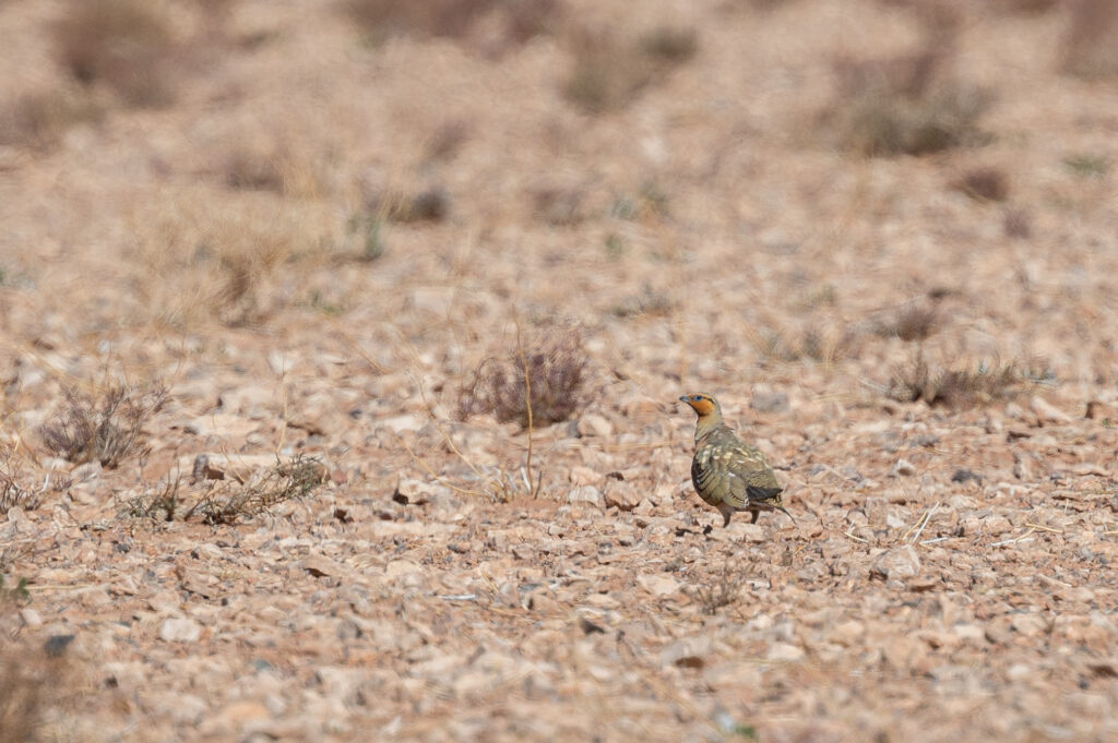 Alouette hausse-col vallee des oiseaux Tagdilte track
